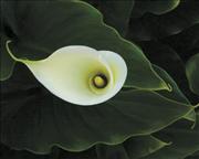 CALA LILLY FISH